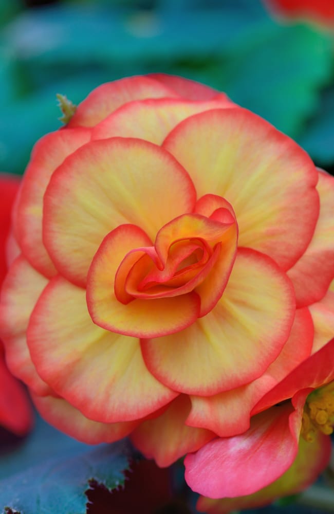 Peach flowers from hiemalis