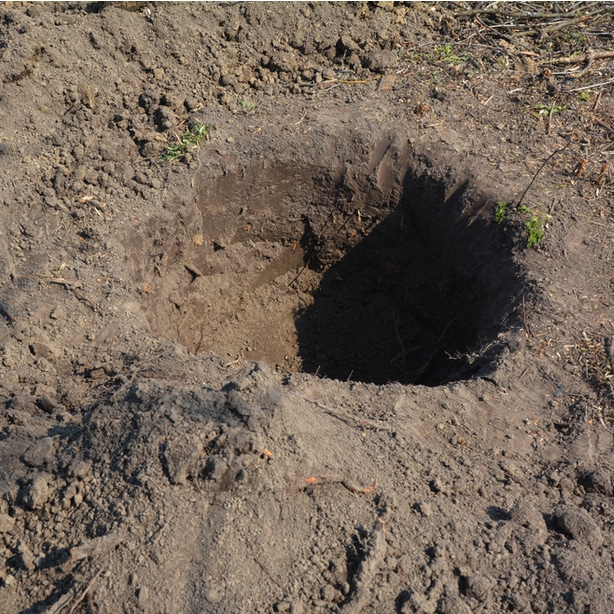 Make a hole for your rootball and make sure that it is sufficiently wide enough.