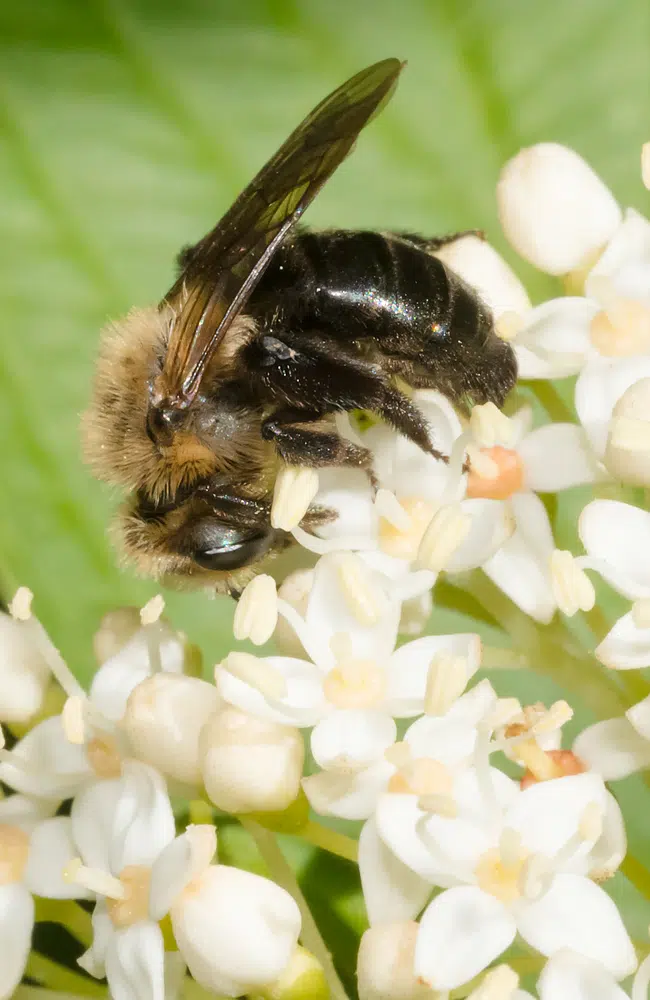 What To Do About Miner Bees The Best Things To Do