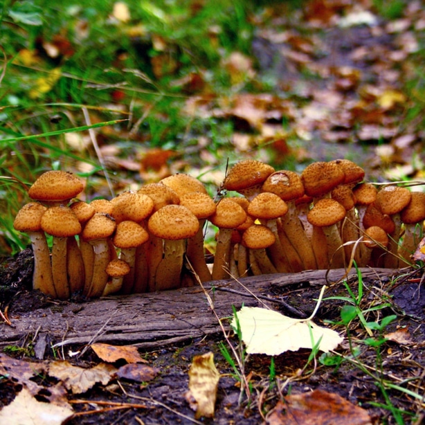Honey mushrooms can be eaten with proper care