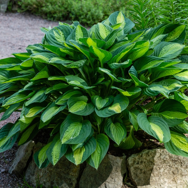 Hosta in planter Hosta outside with green foliage in a planter