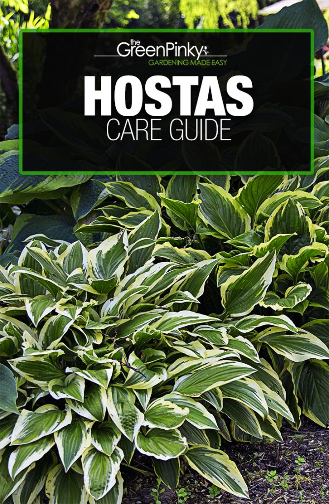 Hostas care guide Hostas care guide to help with ideal growth and healthy roots