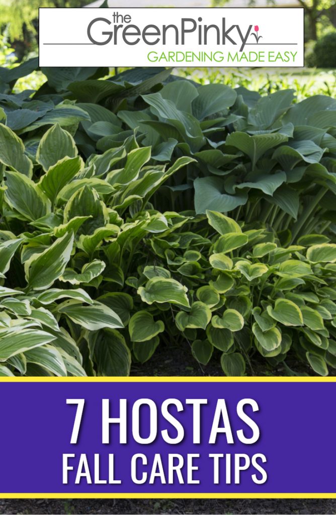 Taking care of hostas in the fall requires a guide