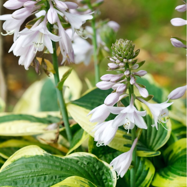 Hostas flowers Hostas flowers bloom in the late spring to late summer