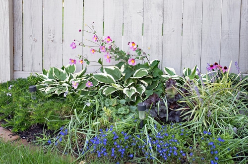 Hostas maintenance in the garden in the fall with practical tips