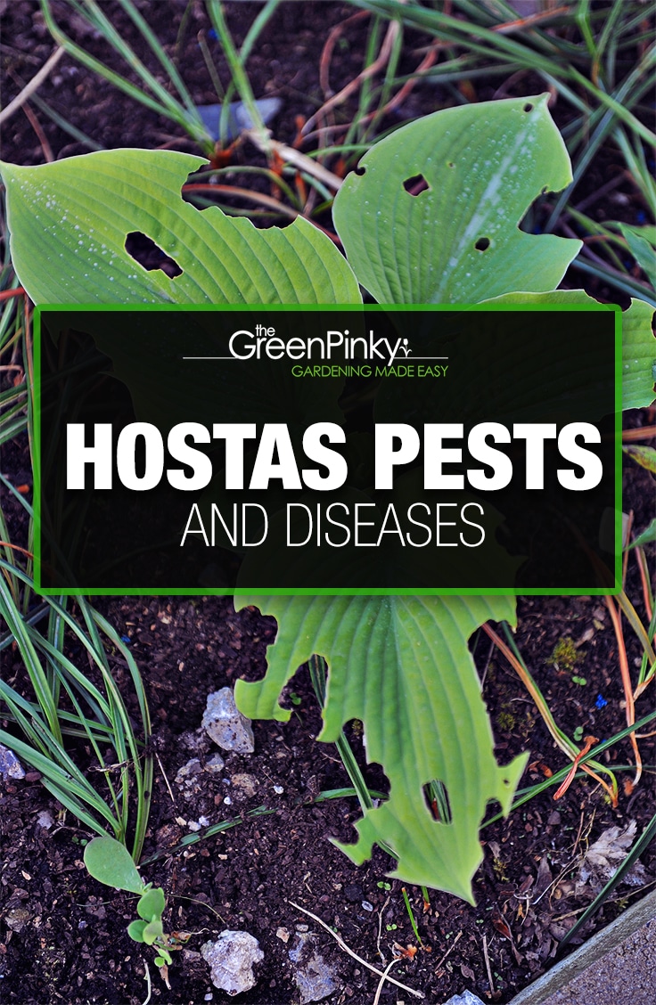 Hostas Pests and Diseases Everything You Need to Know