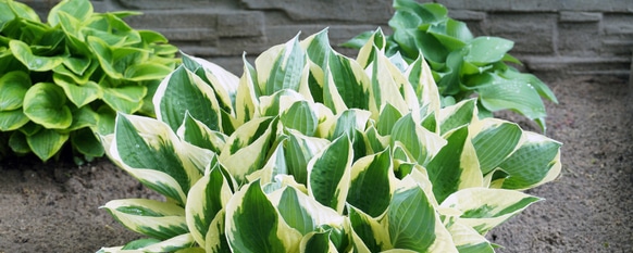 Different types of hostas to consider in a garden