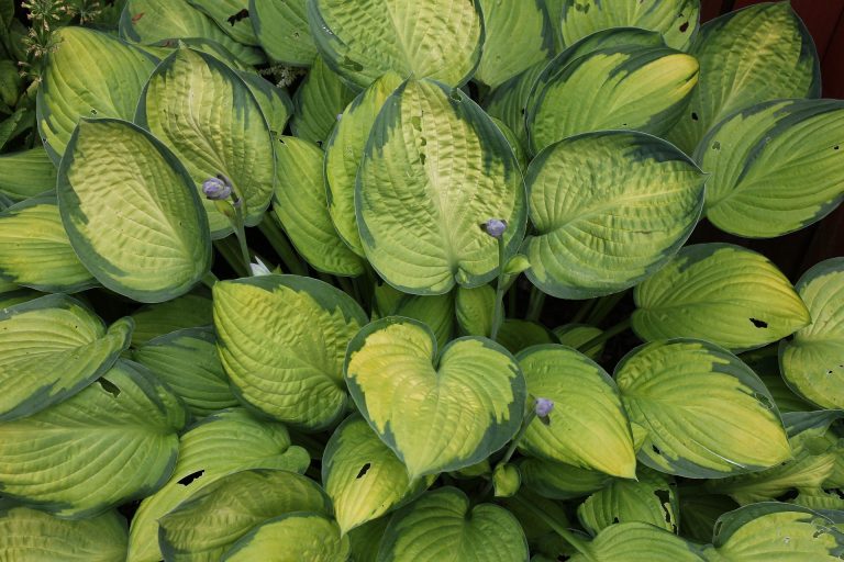 Nutrients for hostas