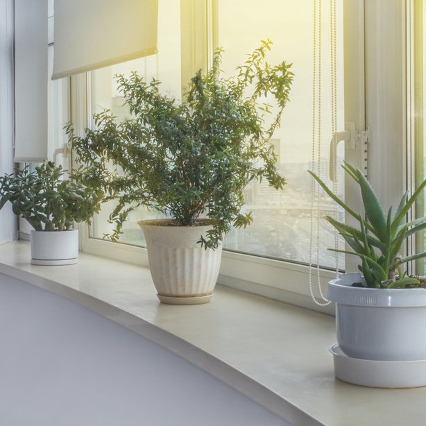 Houseplants can add color and life to an otherwise cold indoor space.