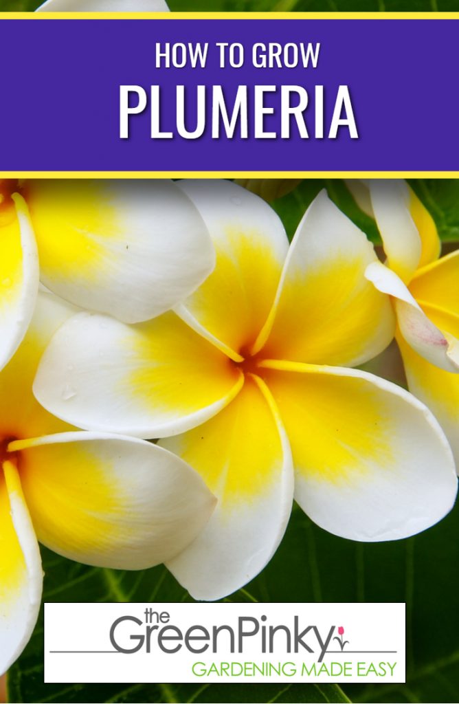 To allow plumeria to grow robustly follow a guide with instructions and tips