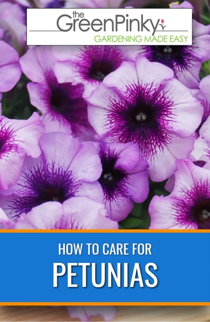 Petunias require maintenance and pruning through a guide.