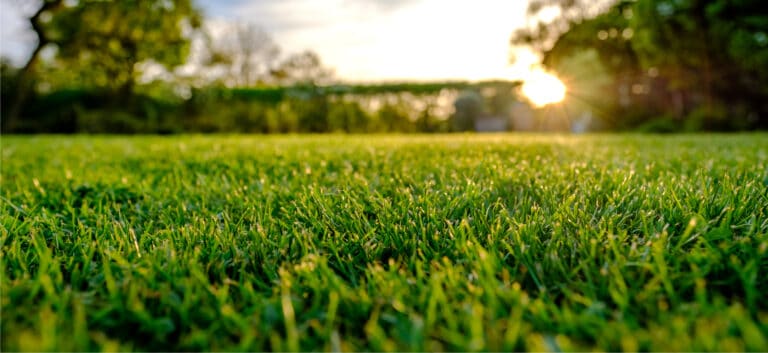 Fertilizing turf is important for robust and healthy growth.