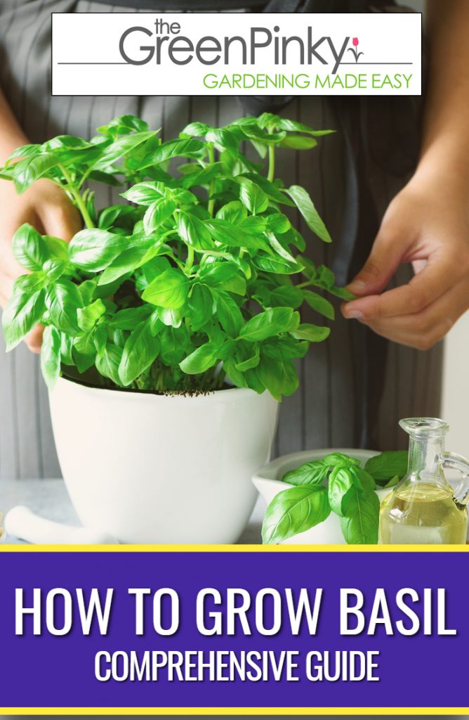 How to Be Successful at Growing Basil? — Our Tips (That Work)
