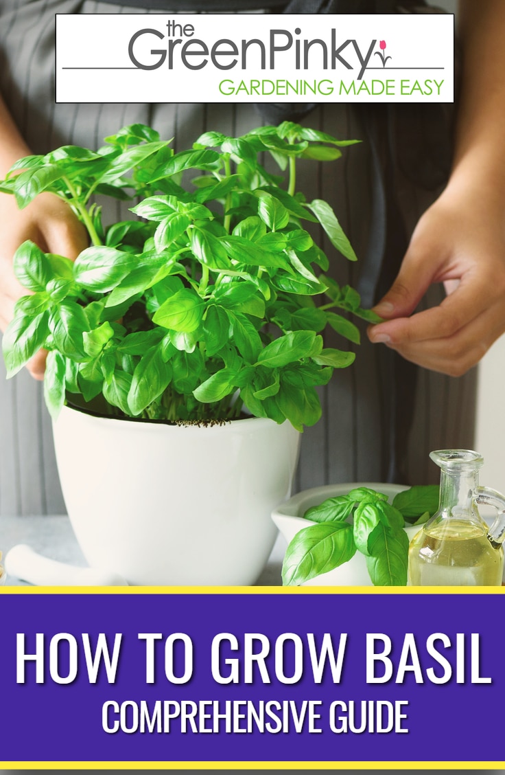 How to Be Successful at Growing Basil? — Our Tips (That Work)