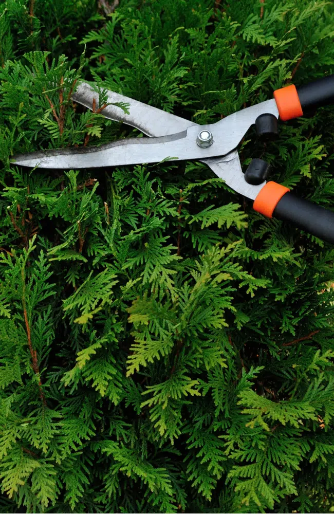 How To Trim Arborvitae 7 Mistakes To Avoid And Tips