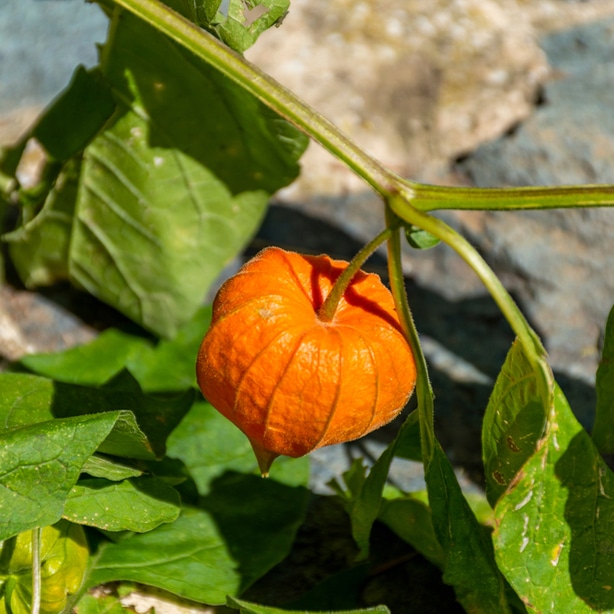 Immature gourd Timing of when to plant is relatively important so that your plant can grow in the correct season.