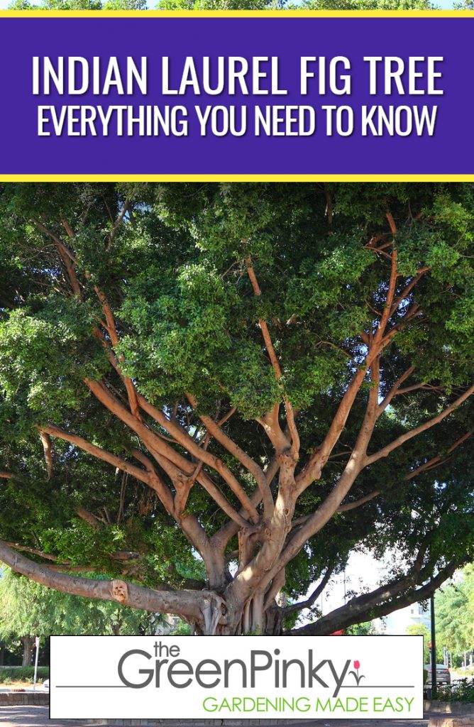 Indian Laurel Fig - What Do You to Know? Complete Guide