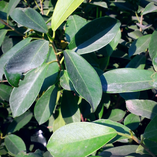 Chinese banyan leaves are green and luscious when receiving proper sun.