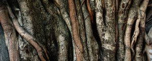 Indian laurel trunk growing healthily