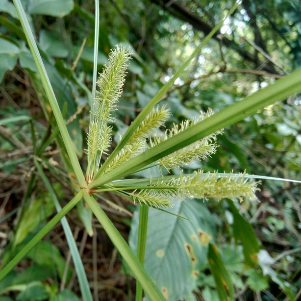 This invasive plant has rhizomes that spread horizontally and vertically.