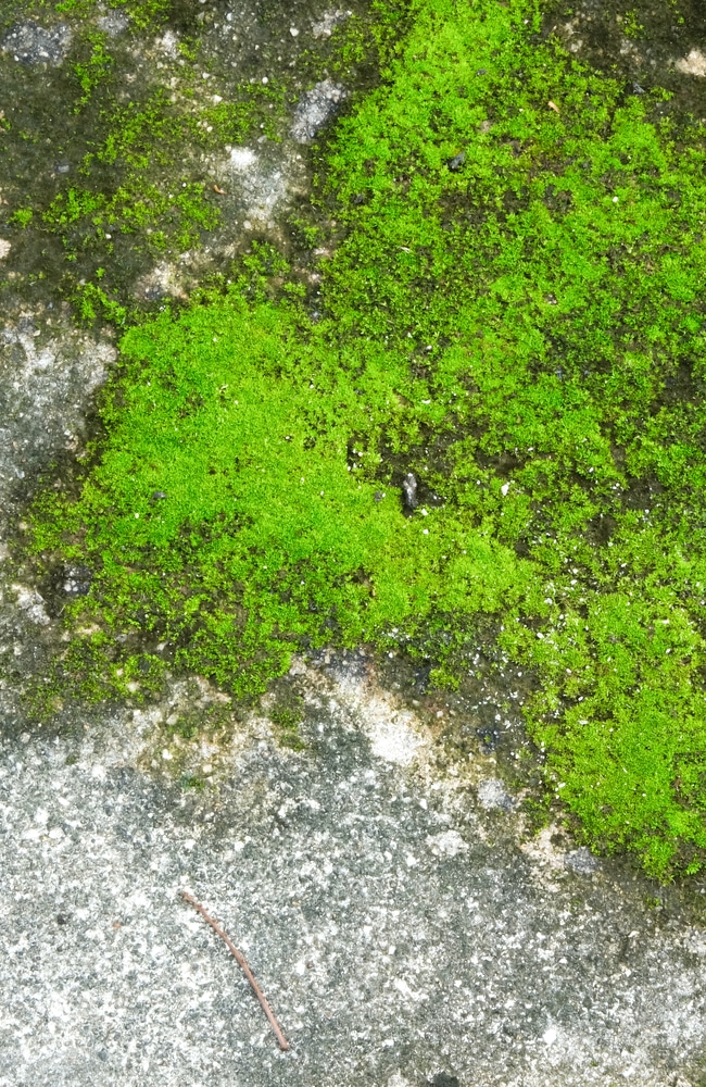 Moss growing on concrete can give a very dirty appearance to a home.