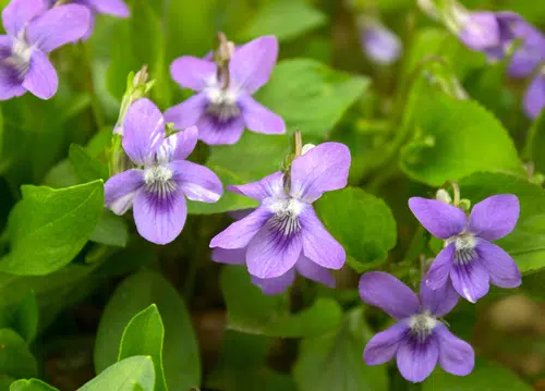 How To Get Rid Of Wild Violets Get Rid Of Them Once And For All