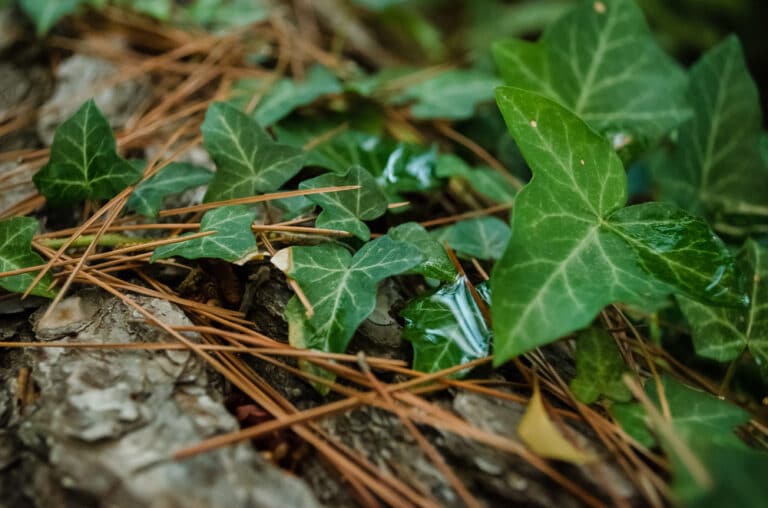 ivy leaf that needs to be removed from the property