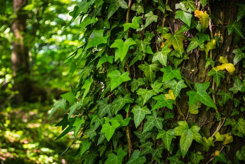 ivy plant growing as an invasive species on a tree