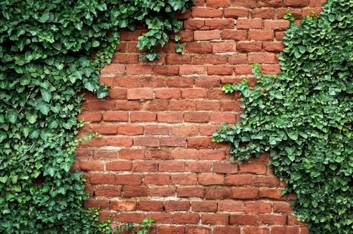 Get rid of ivy plants that may grow on walls