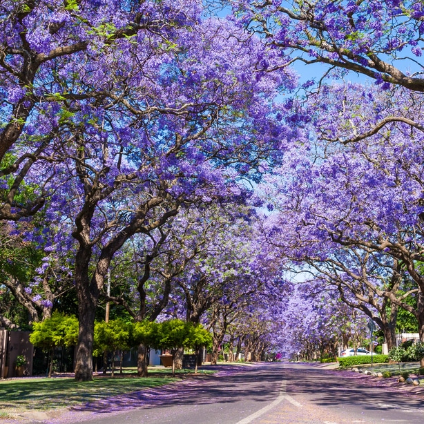 Jacaranda trees near road with perfect maintenance and pruning