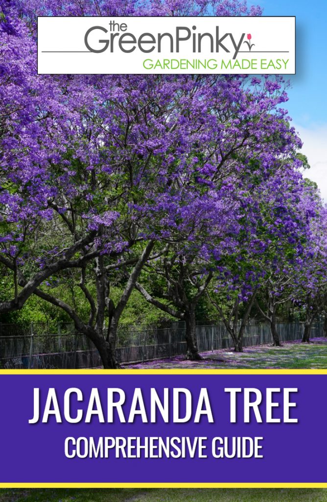 Jacarandas beautifully lining a fence with the proper care from a guide