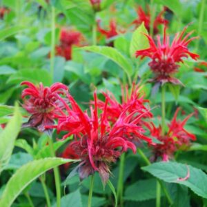Monarda, or also known as bee balm, add vibrant colors to the area to attract insects.