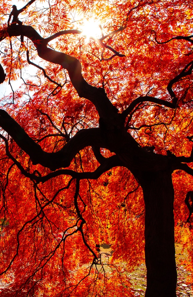 Japanese maple tree with orange leaves