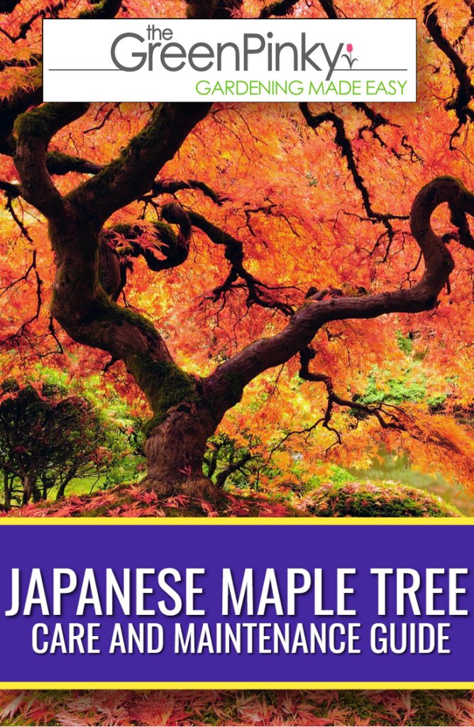 Japanese maple require proper maintenance through a guide to grow well