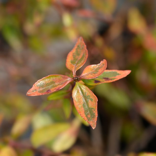 Kaleidoscope creates beautiful orange and green foliage and is semi-evergreen.