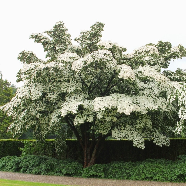 Kousa dogwood is one type of flowering dogwood