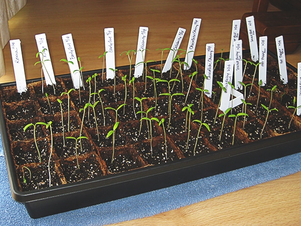 Raising tomatoes in an organized way will help you be successful