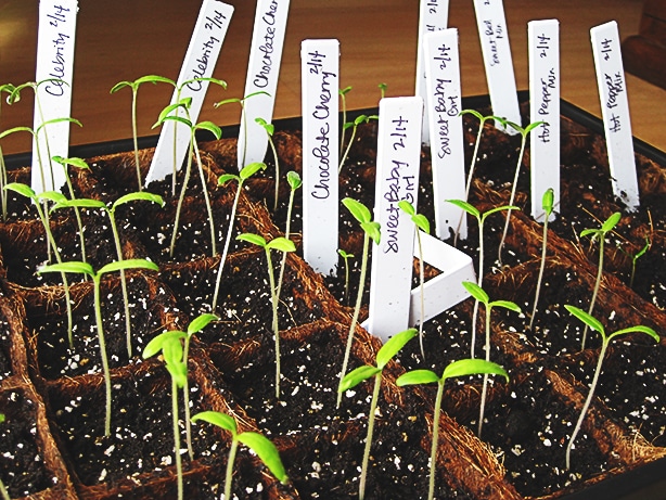 Label tomato sprouts properly so you remain organized