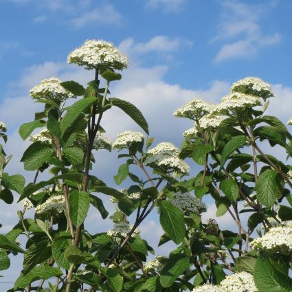 Lanta is a floriferous plant that can be found in an array of colors.