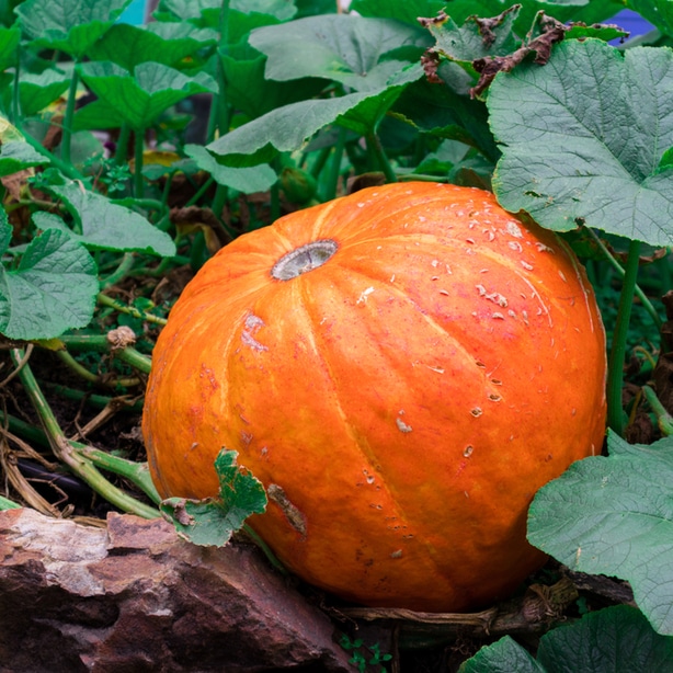 Large orange fruit When grown properly, you will get large and beautiful orange harvests.