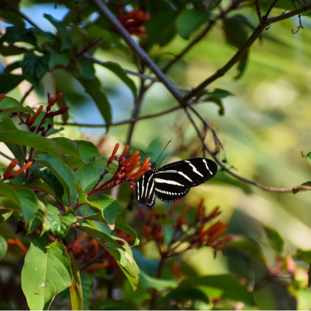 They undergo larva and cocoon stage before emerging as mature adults.