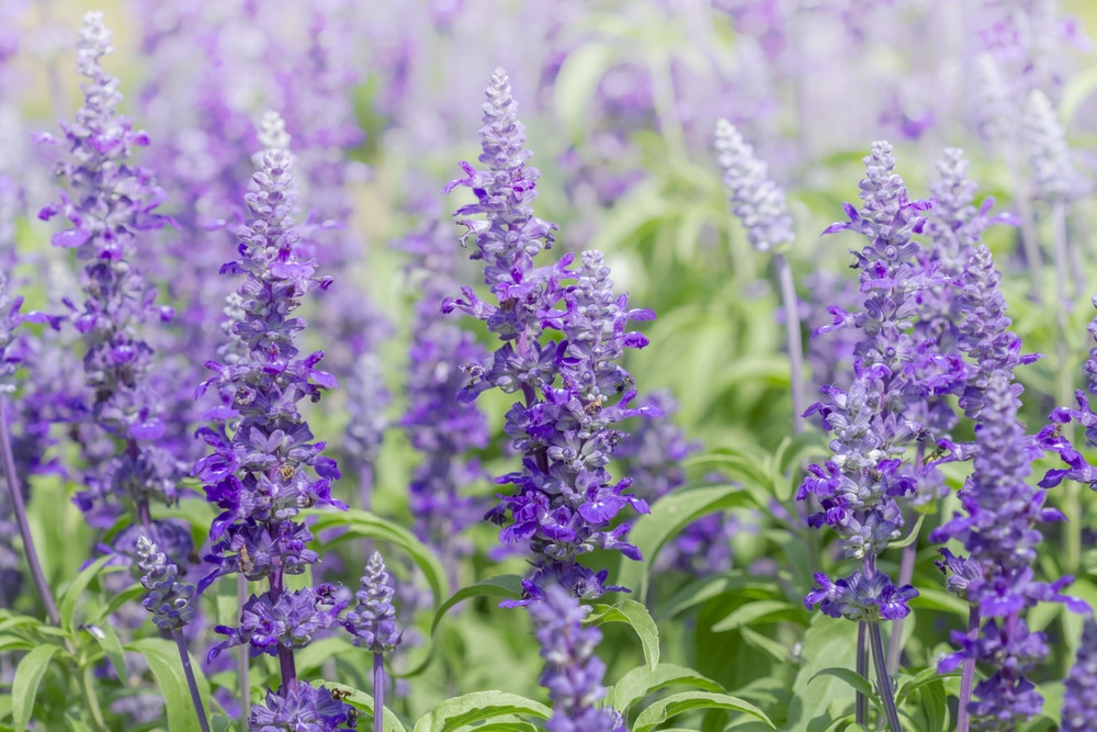 Lavender helps attract beneficial insects