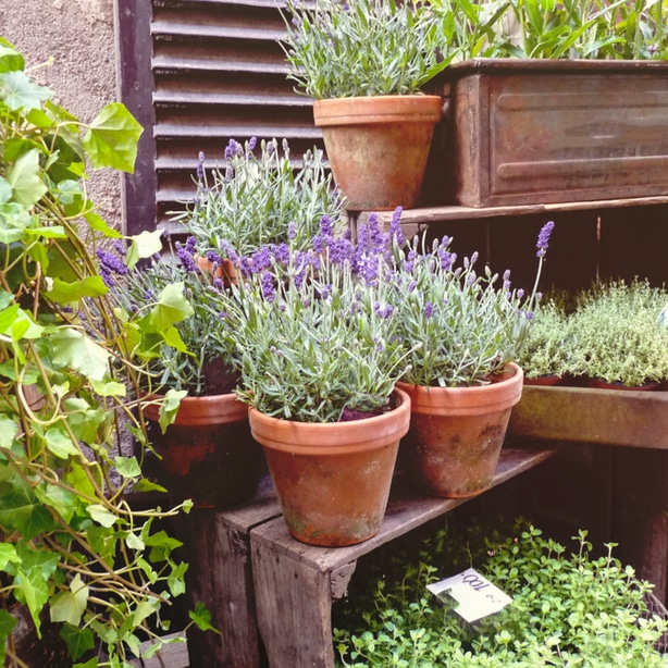 Lavender companion plant Lavendar is a perennial shrub that can keep away a whole host of pests.