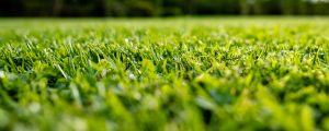 Lawn Care