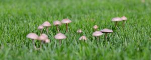 Getting Rid of Mushrooms in Your Lawn