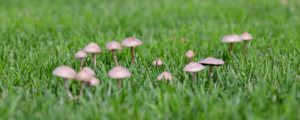 Getting rid of lawn mushrooms can be difficult without instructions