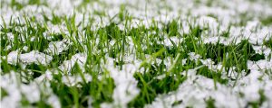 Lawn covered by snow from the cold season