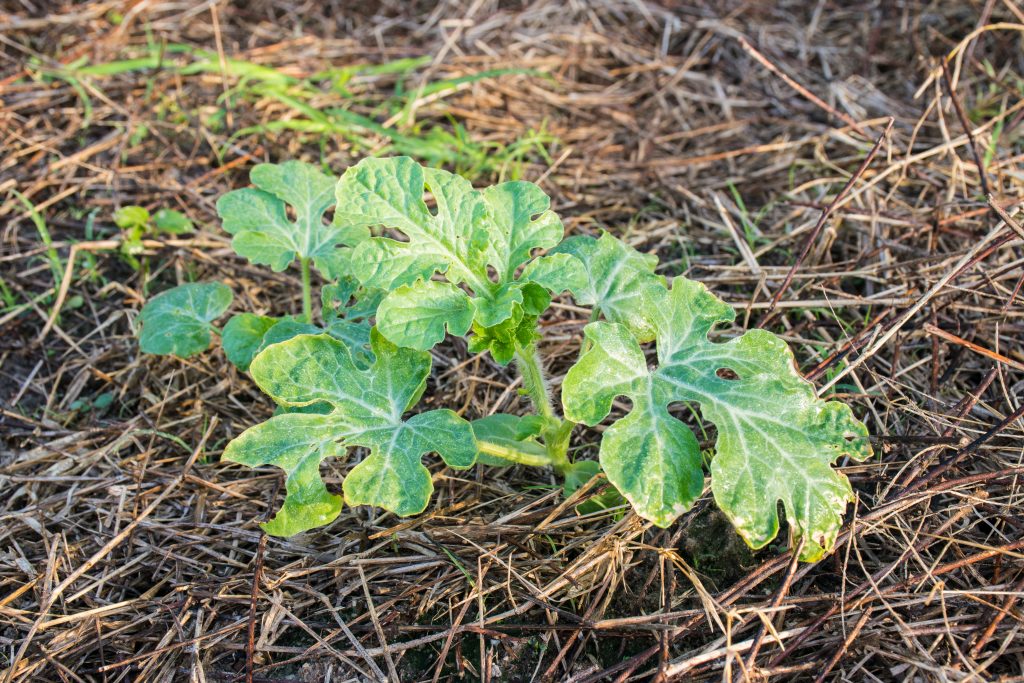 Small foliage coming out of mulched soil without any watermelon growing from it yet.