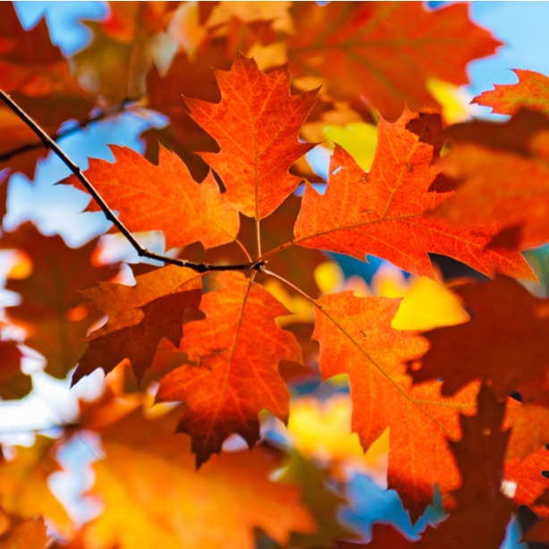 In the autumn, red oak leaves become a vibrant red color.