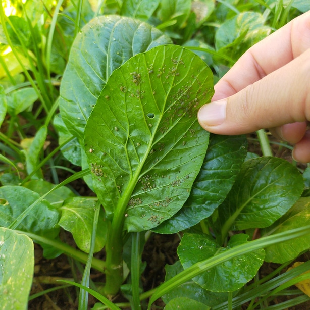 Aphids are but one of the pests that may inhabit your lettuce.